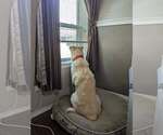 Small #2 Great Pyrenees Mix