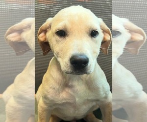 Medium Golden Labrador