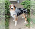 Small #5 Australian Shepherd