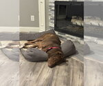 Small #3 Labrador Retriever Mix