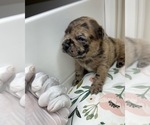 Small Photo #6 French Bulldog Puppy For Sale in RANDOLPH, MA, USA