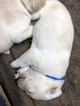 Small Photo #3 Labrador Retriever Puppy For Sale in DILLWYN, VA, USA