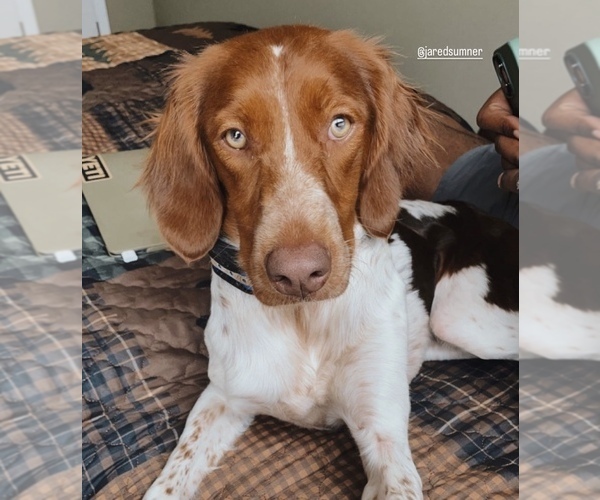 Medium Photo #1 Brittany Puppy For Sale in OXFORD, GA, USA