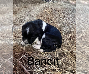 English Springer Spaniel Puppy for sale in MARTVILLE, NY, USA