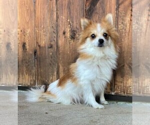 Mother of the Pomeranian puppies born on 09/21/2022