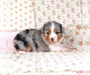 Miniature Australian Shepherd Puppy for sale in HARRISON, OH, USA