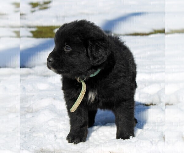 Medium Photo #3 Golden Mountain Dog Puppy For Sale in CLAYTON, WA, USA