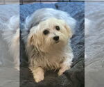 Small #13 Maltese Mix