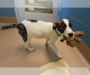 Mutt Dogs for adoption in Plano, TX, USA