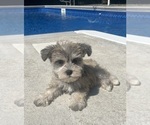 Small #2 Schnauzer (Miniature)