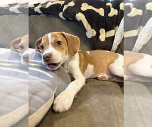 Mutt Dogs for adoption in Mount Pleasant, SC, USA