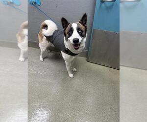 Siberian Husky-Unknown Mix Dogs for adoption in Las Vegas, NV, USA