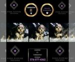 Small Photo #6 YorkiePoo Puppy For Sale in WARSAW, IN, USA