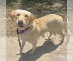 Small #2 Carolina Dog-Labrador Retriever Mix