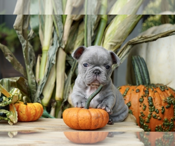 Medium Photo #7 French Bulldog Puppy For Sale in SULLIVAN, OH, USA