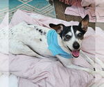 Small #11 Rat Terrier