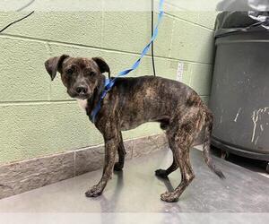 Mutt Dogs for adoption in Grand Prairie, TX, USA