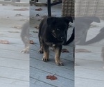 Litter of 4 - Male German Shepherd DogLitter of Puppies for Sale - Photo #4