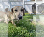 Small #1 Labrador Retriever Mix