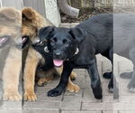 Small #5 Shepradors