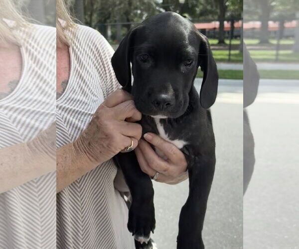 Medium Photo #2 Labrador Retriever-Unknown Mix Puppy For Sale in Sanford, FL, USA