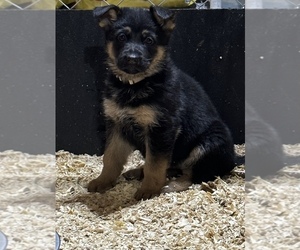 German Shepherd Dog Puppy for sale in KILLINGLY, CT, USA
