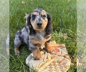 Dachshund Puppy for sale in MIDDLEBURY, IN, USA