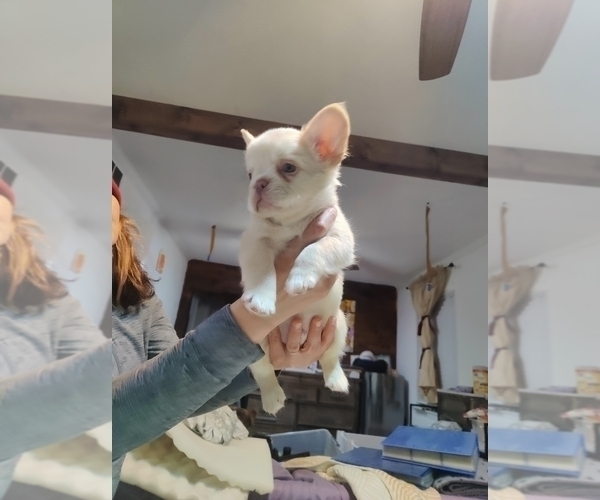Medium Photo #5 French Bulldog Puppy For Sale in HIGHLAND VILL, TX, USA