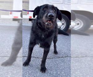 JOKER - Male Poodle (Standard)-Unknown Mix Dog for Adoption
