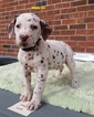 Small Photo #15 Dalmatian Puppy For Sale in ELKMONT, AL, USA
