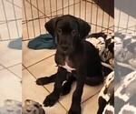 Puppy Skoll Great Dane