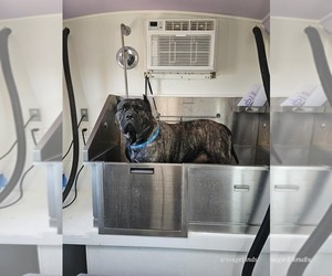 Mother of the Cane Corso puppies born on 05/11/2025