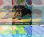 Small Photo #2 Yorkshire Terrier Puppy For Sale in BUFFALO, NY, USA