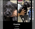 Small Wirehaired Pointing Poodle