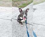 Small #2 Staffordshire Bull Terrier