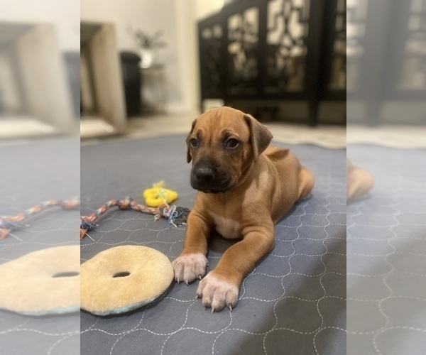 Medium Photo #3 Rhodesian Ridgeback Puppy For Sale in KELLER, TX, USA
