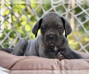 Cane Corso Puppy for sale in NEWTON, NJ, USA