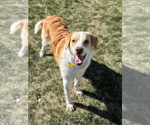 Medium Photo #7 Border Collie Puppy For Sale in Sandy, UT, USA