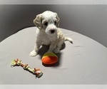 Puppy 3 Bernedoodle (Miniature) (+ Poodle Miniature)