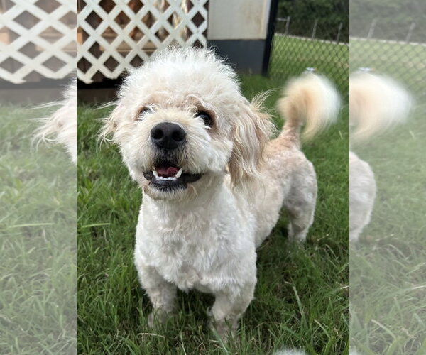 Medium Photo #8 Poodle (Miniature) Puppy For Sale in Pacolet, SC, USA