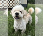 Small #7 Poodle (Miniature)