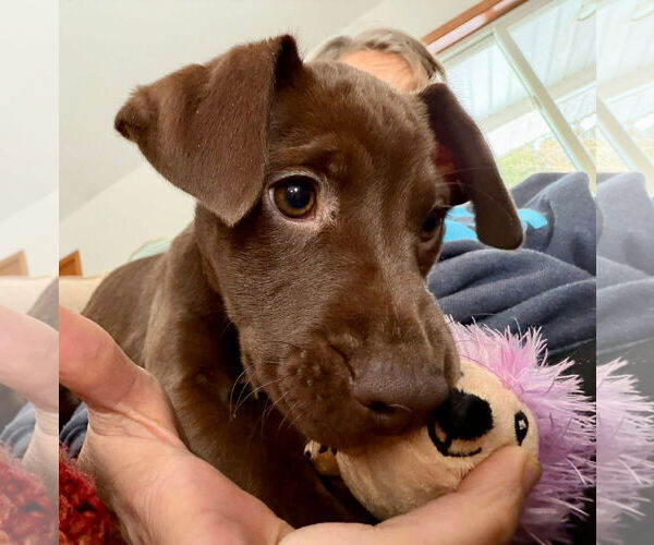 Medium Photo #3 American Staffordshire Terrier-Unknown Mix Puppy For Sale in Duluth, MN, USA