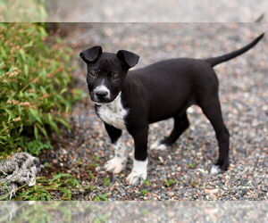 Mutt Dogs for adoption in Webster, WI, USA