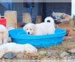 Small Photo #4 Great Pyrenees Puppy For Sale in BANGOR, CA, USA
