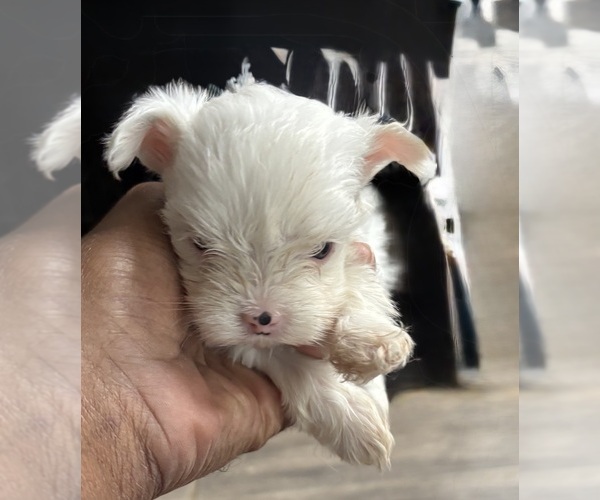 Medium Photo #1 Yorkshire Terrier Puppy For Sale in CONVERSE, TX, USA
