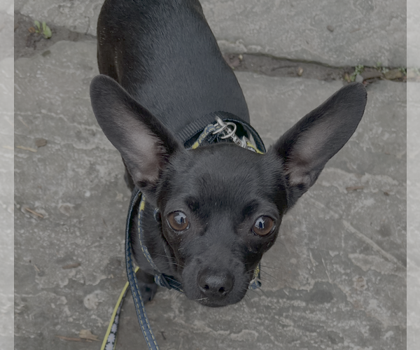 Medium Photo #3 Chihuahua-Unknown Mix Puppy For Sale in Bellevue, WA, USA