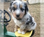 Small Photo #4 Australian Shepherd Puppy For Sale in HAVEN, KS, USA