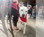 Small #19 American Pit Bull Terrier Mix