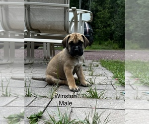 Daniff Puppy for Sale in SOUTH RANGE, Wisconsin USA