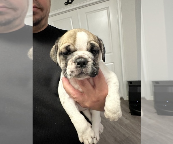 Medium Photo #9 English Bulldog Puppy For Sale in WEEKI WACHEE, FL, USA